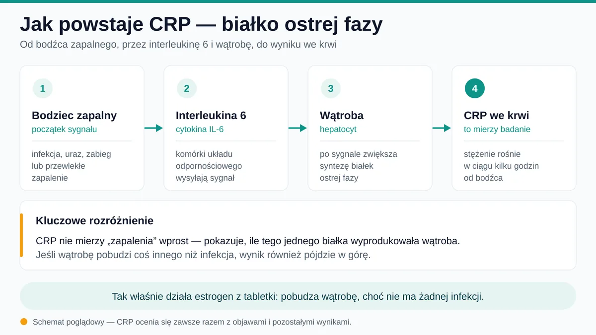 Schemat powstawania białka C-reaktywnego w wątrobie pod wpływem sygnałów zapalnych